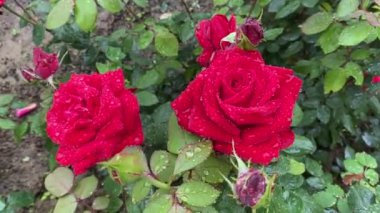 Beautiful organic rose flowers in the garden