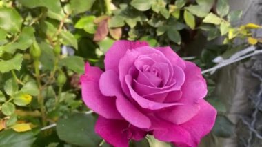 Beautiful organic rose flowers in the garden
