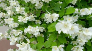 Beautiful spring blossoming flowers on the tree
