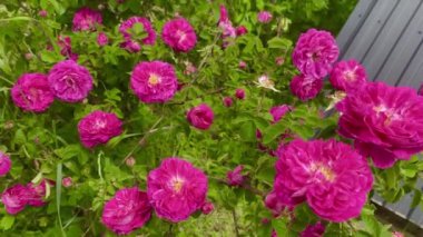 Beautiful organic rose flowers in the garden
