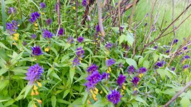 Yazın kır çiçekleriyle dolu bir tarla.