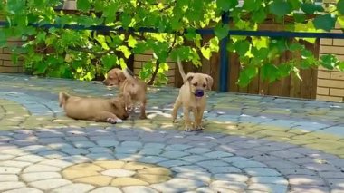 A group of playful brown puppies playing outdoors