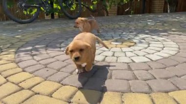 A group of playful brown puppies playing outdoors