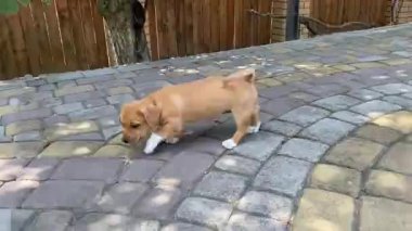 A group of playful brown puppies playing outdoors
