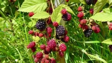 Organic fresh fruits in the garden
