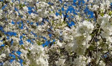 Beautiful spring blossoming flowers on the tree
