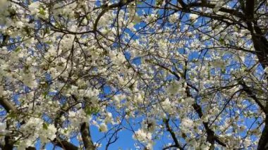 Beautiful spring blossoming flowers on the tree