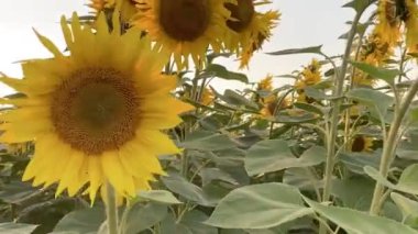 Tarlada güzel ayçiçekleri gün batımını garantiliyor
