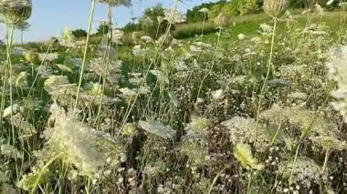 Yazın kır çiçekleriyle dolu bir tarla.