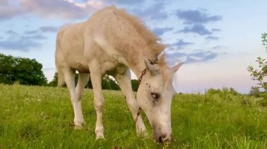 A single white horse grassing grass in the field at sunset