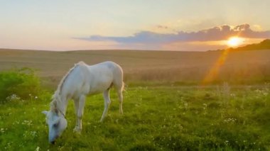 A single white horse grassing grass in the field at sunset