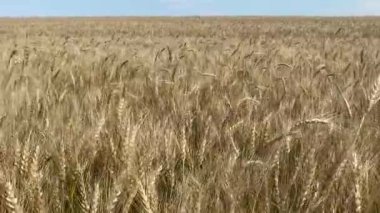 Tahıllarla dolu altın tarlalar çoktan olgunlaşmış ve hasat için hazırlar.