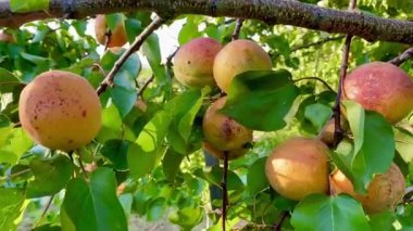 Organic fresh apricot fruits on the branch
