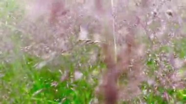 Yazın kır çiçekleriyle dolu bir tarla.