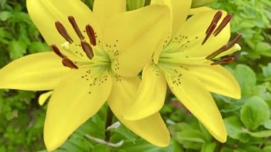 Yazın bahçede güzel zambak çiçekleri