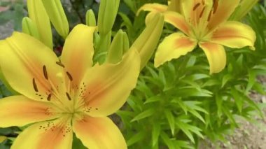 Yazın bahçede güzel zambak çiçekleri