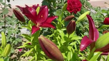 Yazın bahçede güzel zambak çiçekleri