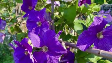 The fresh purple flowers in the garden