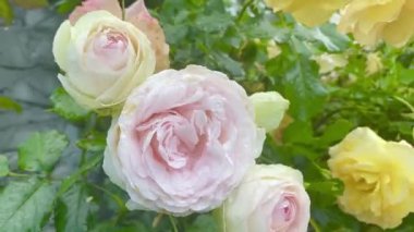 Bahçede açan güzel gül çiçekleri