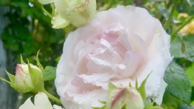 Bahçede açan güzel gül çiçekleri