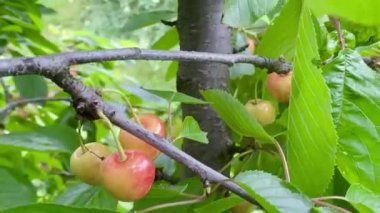 Ağacın dalında taze kiraz meyveleri