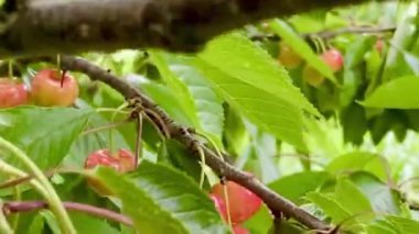 Ağacın dalında taze kiraz meyveleri