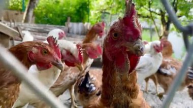 Curious white and brown  chicken in the farm