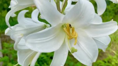 Yazın bahçede güzel zambak çiçekleri