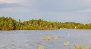 Güzel altın gün batımı tarlaların ve nehrin üzerinde 