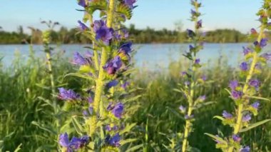 Güzel altın gün batımı tarlaların ve nehrin üzerinde 