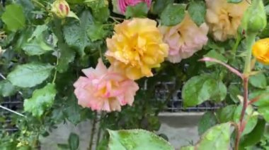 Bahçede açan güzel gül çiçekleri