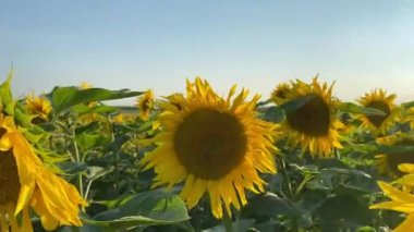 Tarlada güzel ayçiçekleri gün batımını garantiliyor