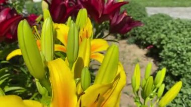 Bahçedeki güzel zambak çiçekleri