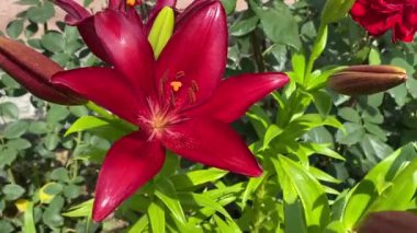 Bahçedeki güzel zambak çiçekleri