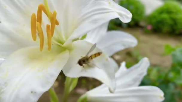 Όμορφα Λευκά Λουλούδια Κρίνου Στον Κήπο — Αρχείο Βίντεο