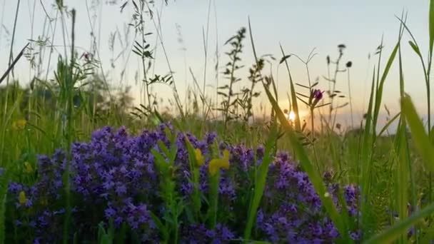 Ein Feld Mit Wilden Blumen Sommer — Stockvideo