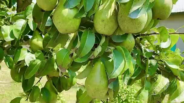 Tree Full Organic Pear Fruits Garden — Vídeo de Stock