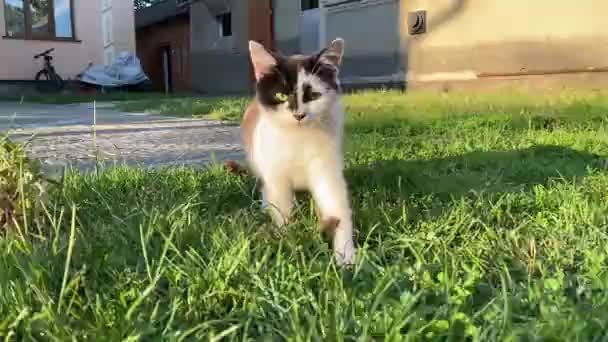 Cute Cat Relaxing Being Curious — Stock Video