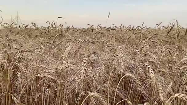 Campos Dourados Com Grãos Maduros Prontos Para Colheita — Vídeo de Stock