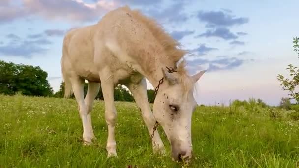 Single White Horse Grassing Grass Field Sunset — Video Stock