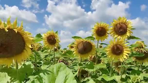 Beautiful Sunflowers Field Ensuring Sunset — стоковое видео