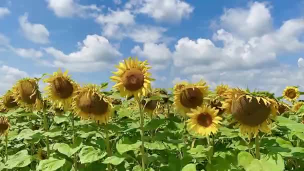 美丽的向日葵在田野里 夕阳西下 — 图库视频影像