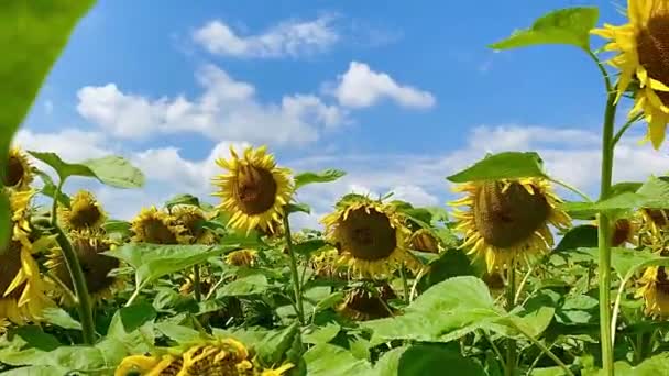 Beaux Tournesols Dans Champ Assurant Coucher Soleil — Video