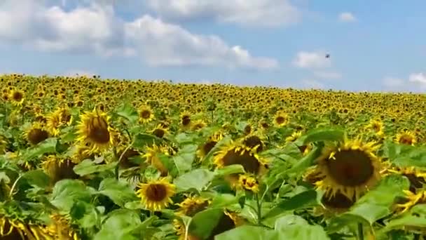 Gyönyörű Napraforgók Mezőn Napnyugtát Biztosítva — Stock videók