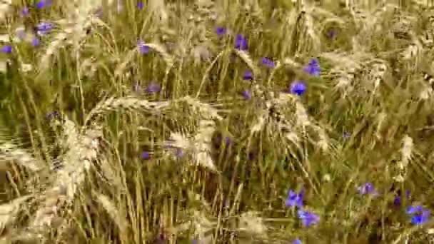 Ladang Emas Dengan Butir Sudah Matang Dan Siap Untuk Panen — Stok Video