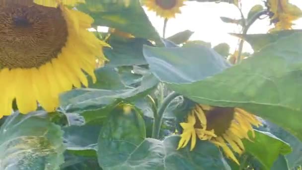 Gyönyörű Napraforgók Mezőn Napnyugtát Biztosítva — Stock videók