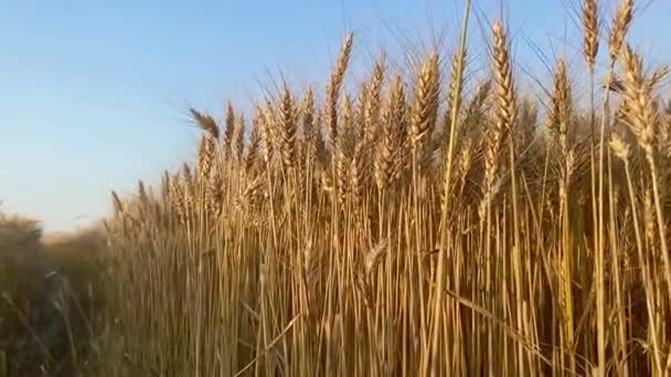 Tahıllarla Dolu Altın Tarlalar Çoktan Olgunlaşmış Hasat Için Hazırlar — Stok video