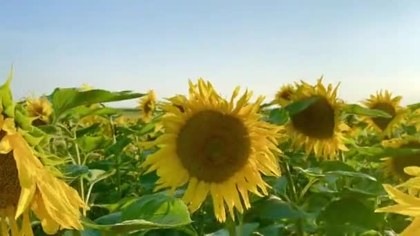 Vackra Solrosor Fältet Som Omger Solnedgången — Stockvideo