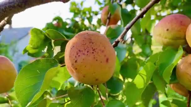 Organic Fresh Apricot Fruits Branch — Vídeo de Stock