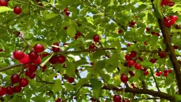 Свежие Органические Плоды Вишни Ветке Саду — стоковое видео